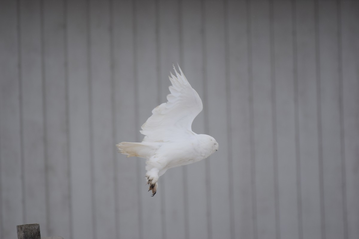 Белая сова - ML341430461