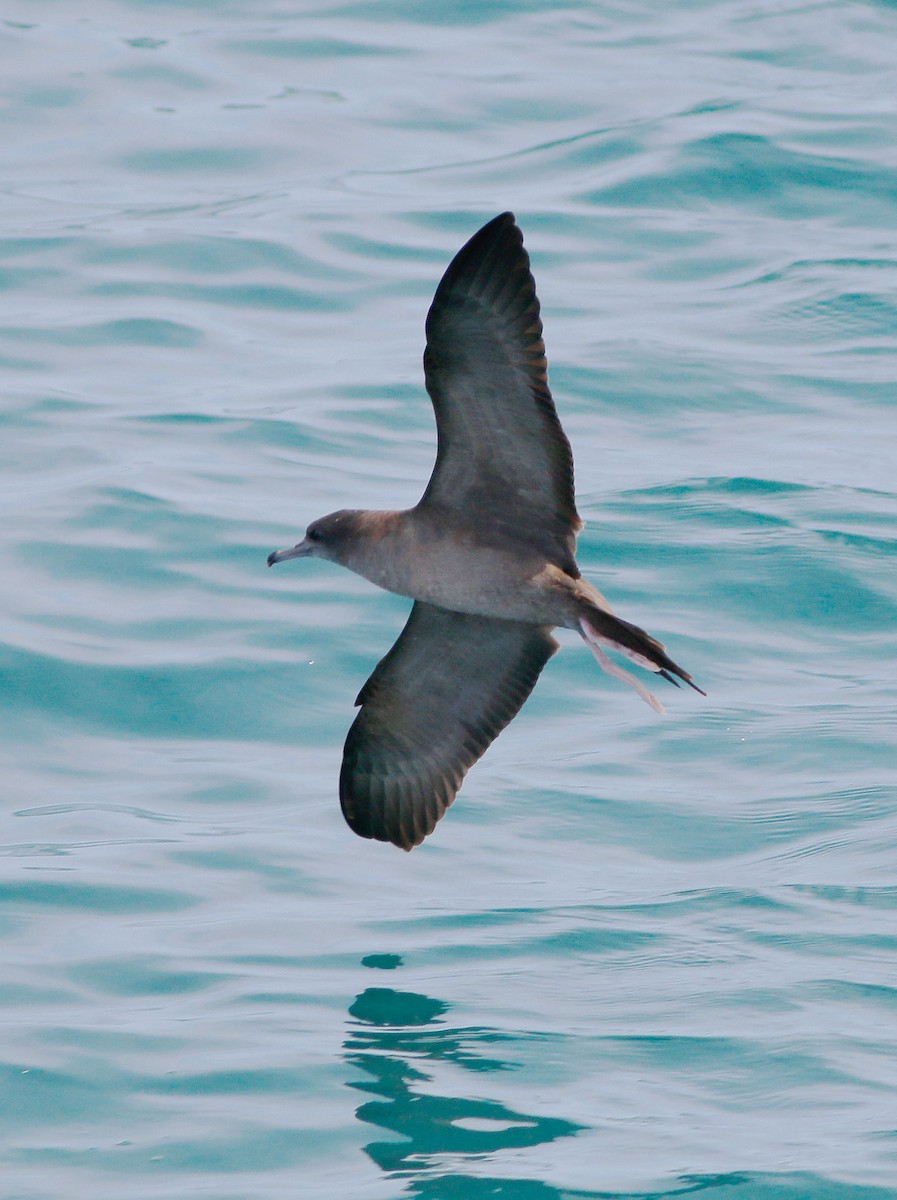 Wedge-tailed Shearwater - ML341431001