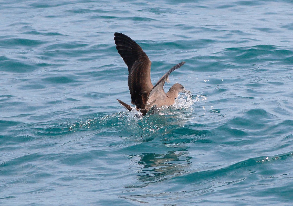 Wedge-tailed Shearwater - ML341431021