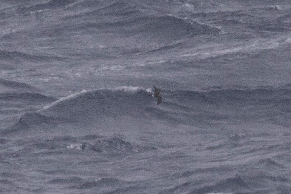 Leach's Storm-Petrel (Leach's) - ML341431231