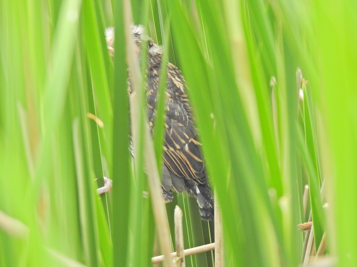 Red-winged Blackbird - ML341432831