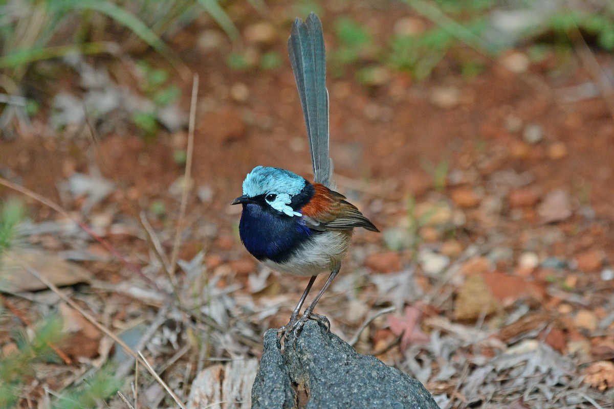 Red-winged Fairywren - ML341432881