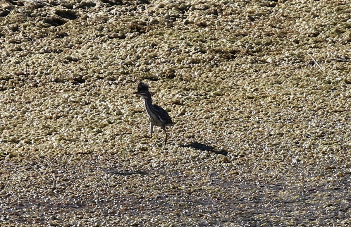 Green Heron - Kent Leland