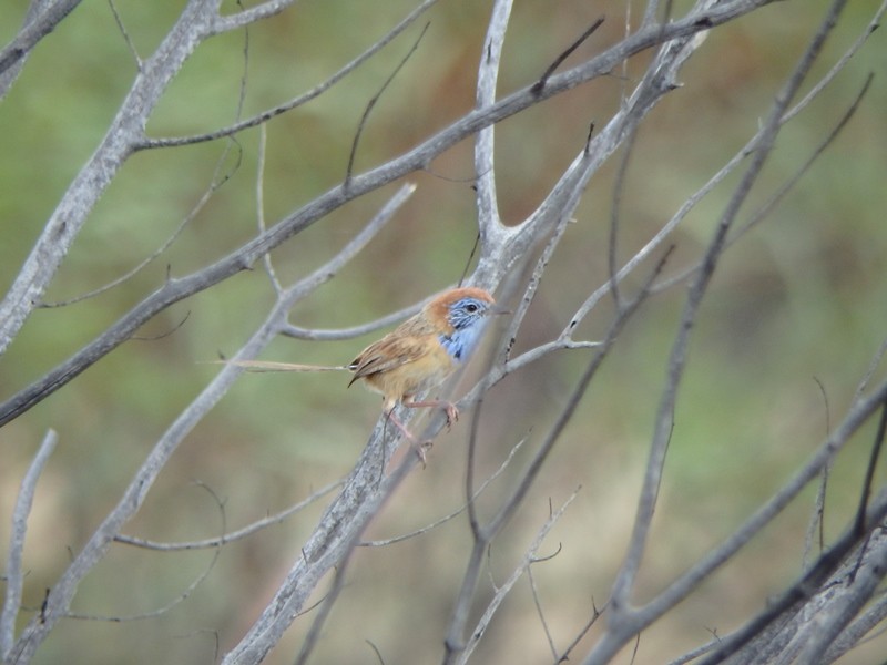 Rufous-crowned Emuwren - ML34143381