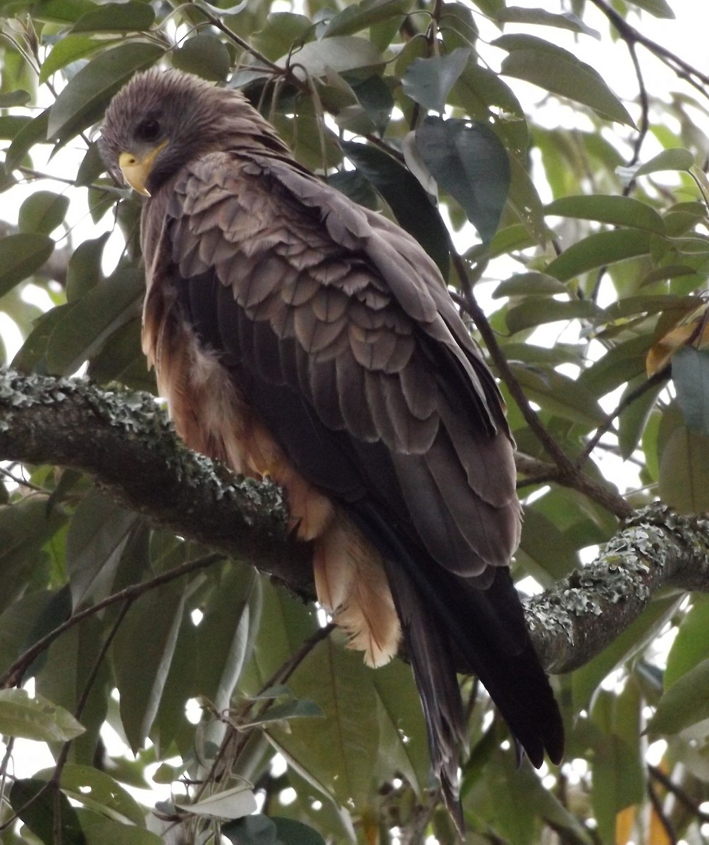 Black Kite (Yellow-billed) - ML341433901