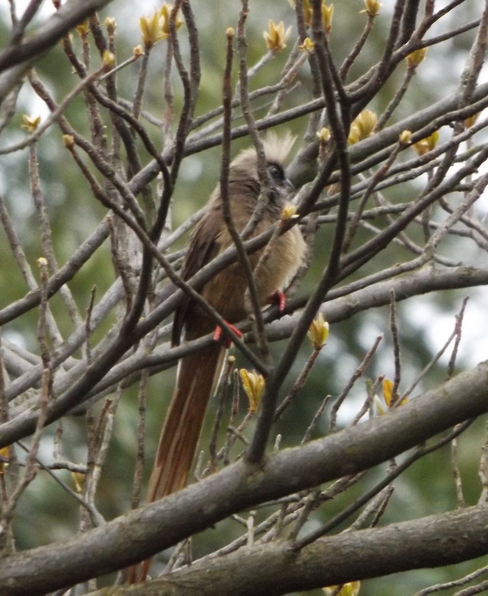 Pájaro Ratón Común - ML341433931