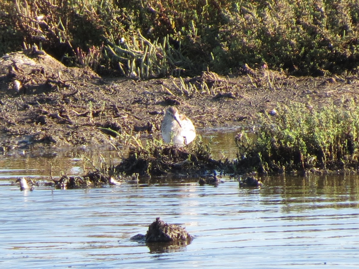 Stilt Sandpiper - ML34143411