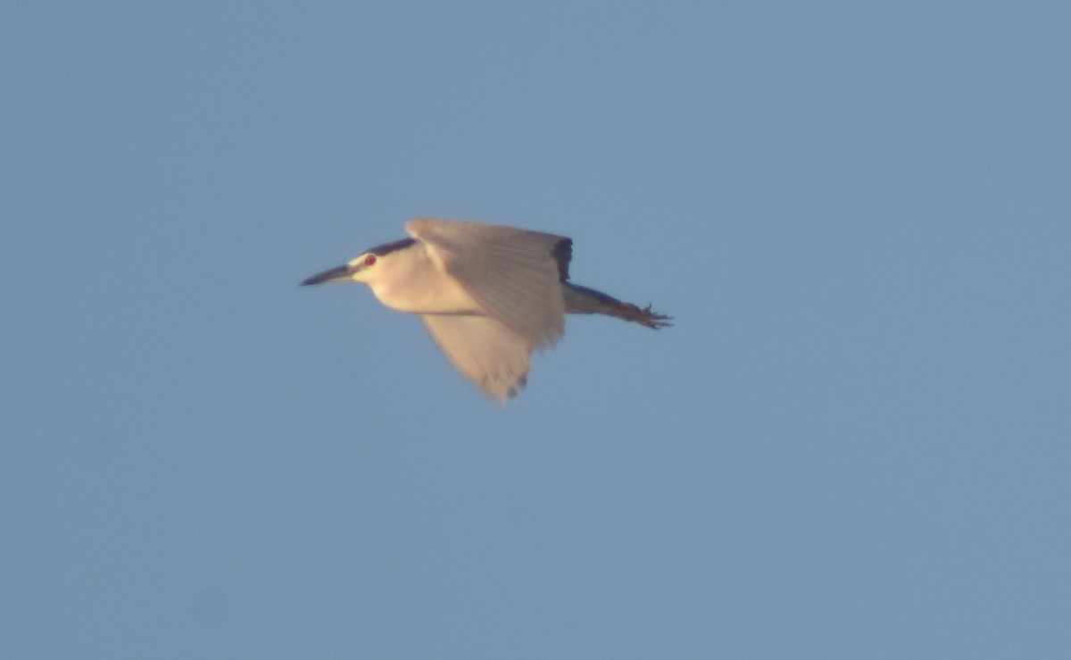 Black-crowned Night Heron - ML341434891