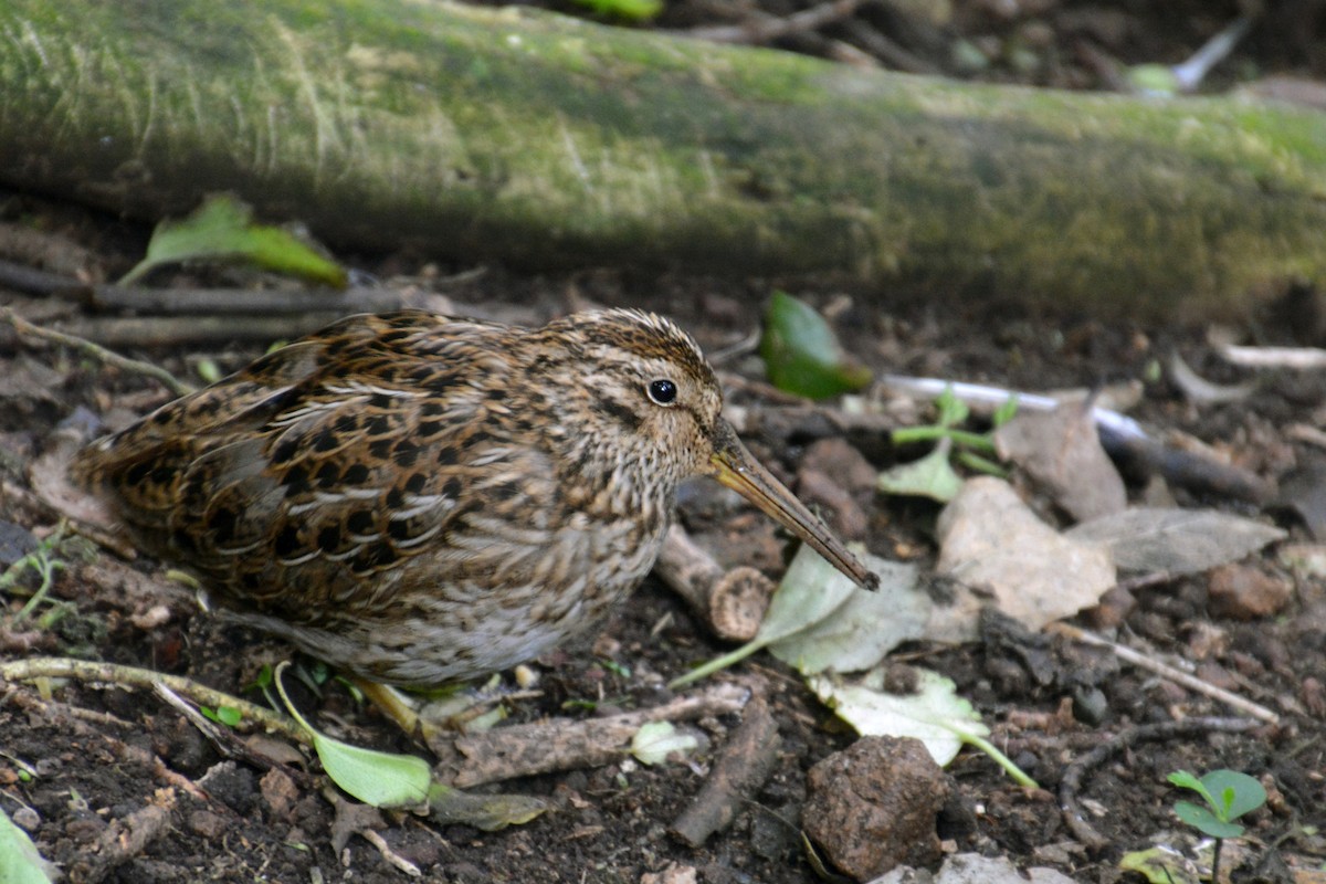 Chatham Islands Snipe - Oscar Thomas