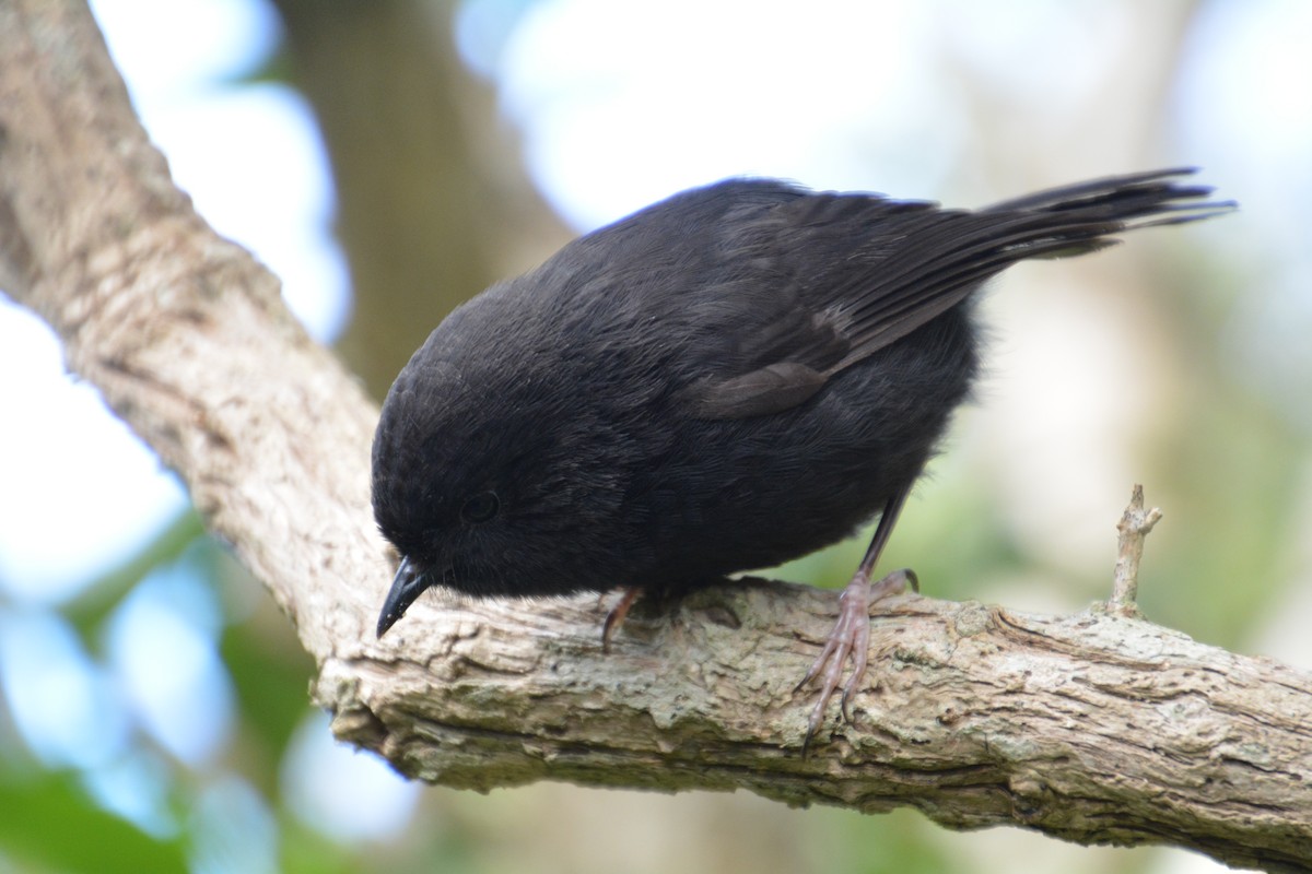 Black Robin - ML341435771