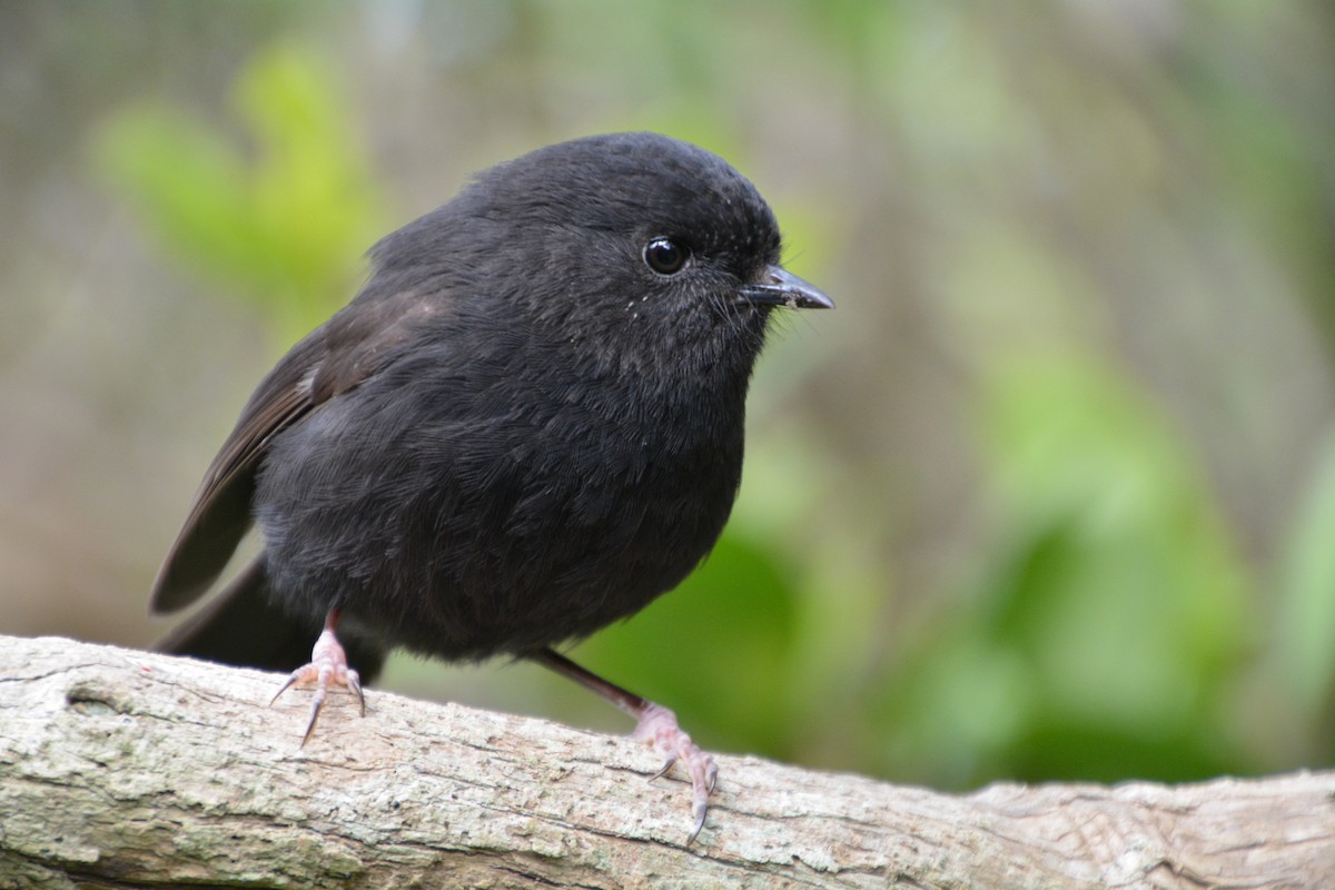 Black Robin - ML341435791