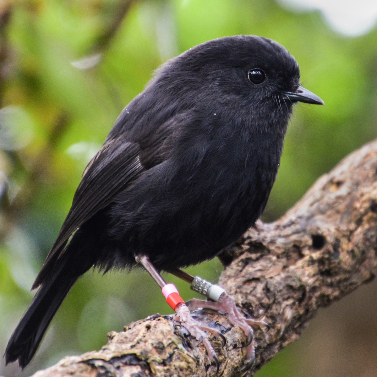 Black Robin - ML341435811