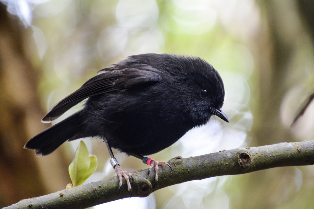 Black Robin - ML341435821