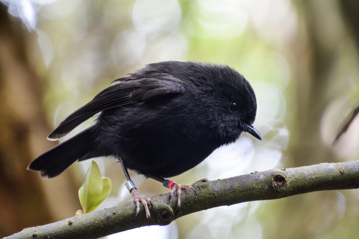 Chatham Robin - ML341435821