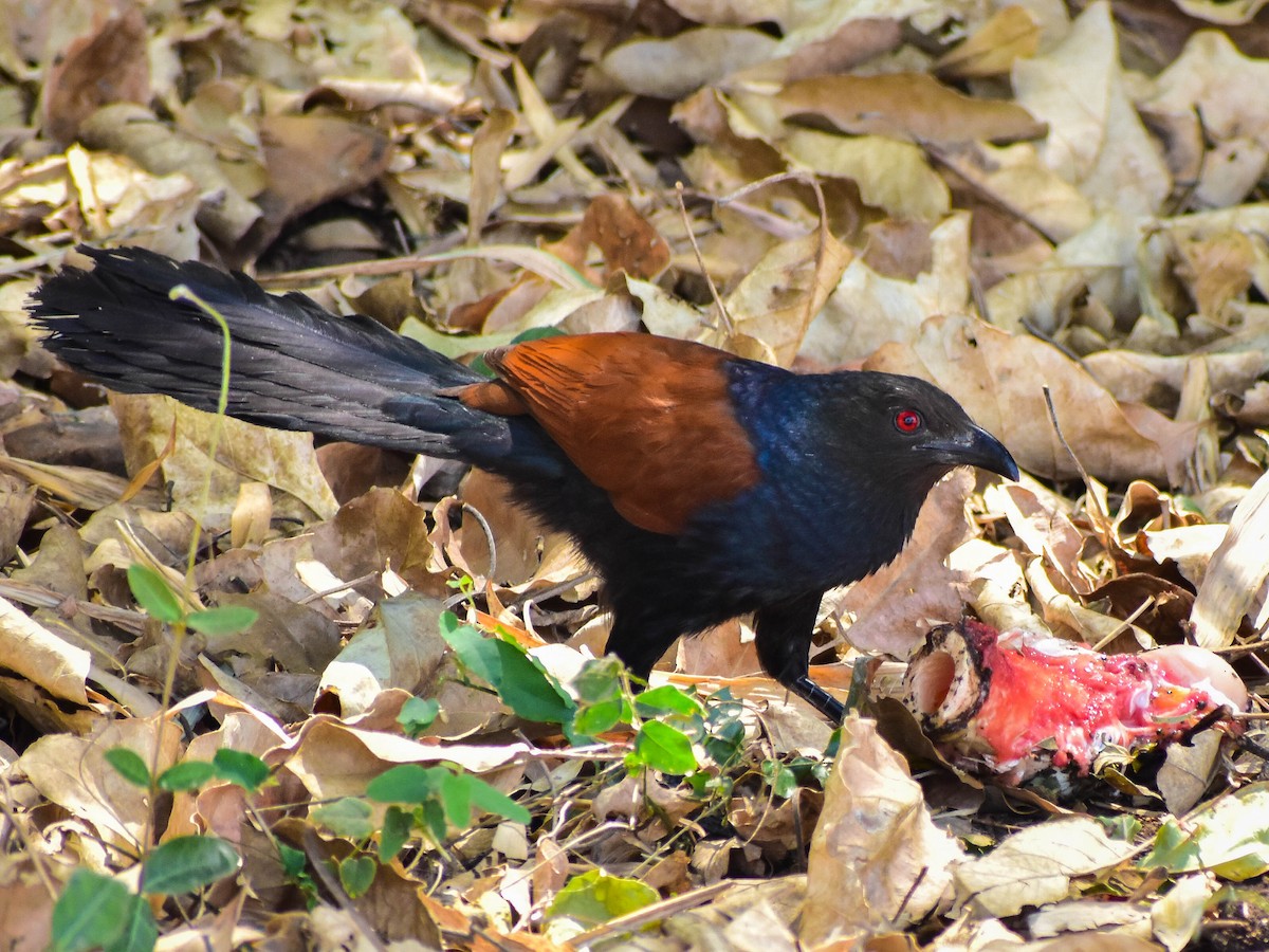 Greater Coucal - ML341437271