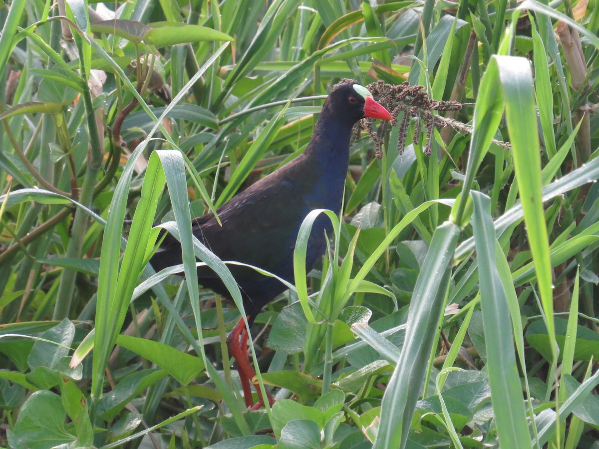 Allen's Gallinule - ML341437441