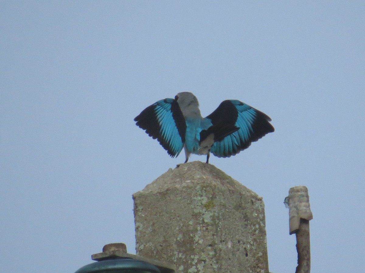 Woodland Kingfisher - Henry Burton