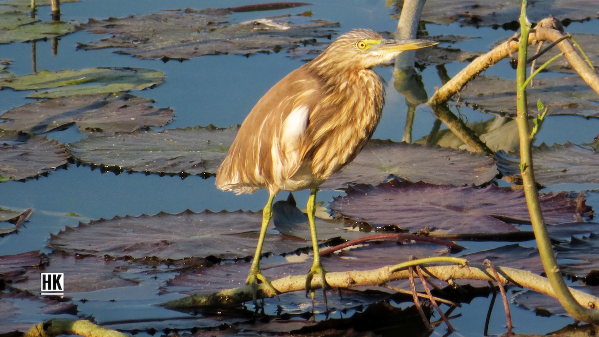 Indian Pond-Heron - ML341439221