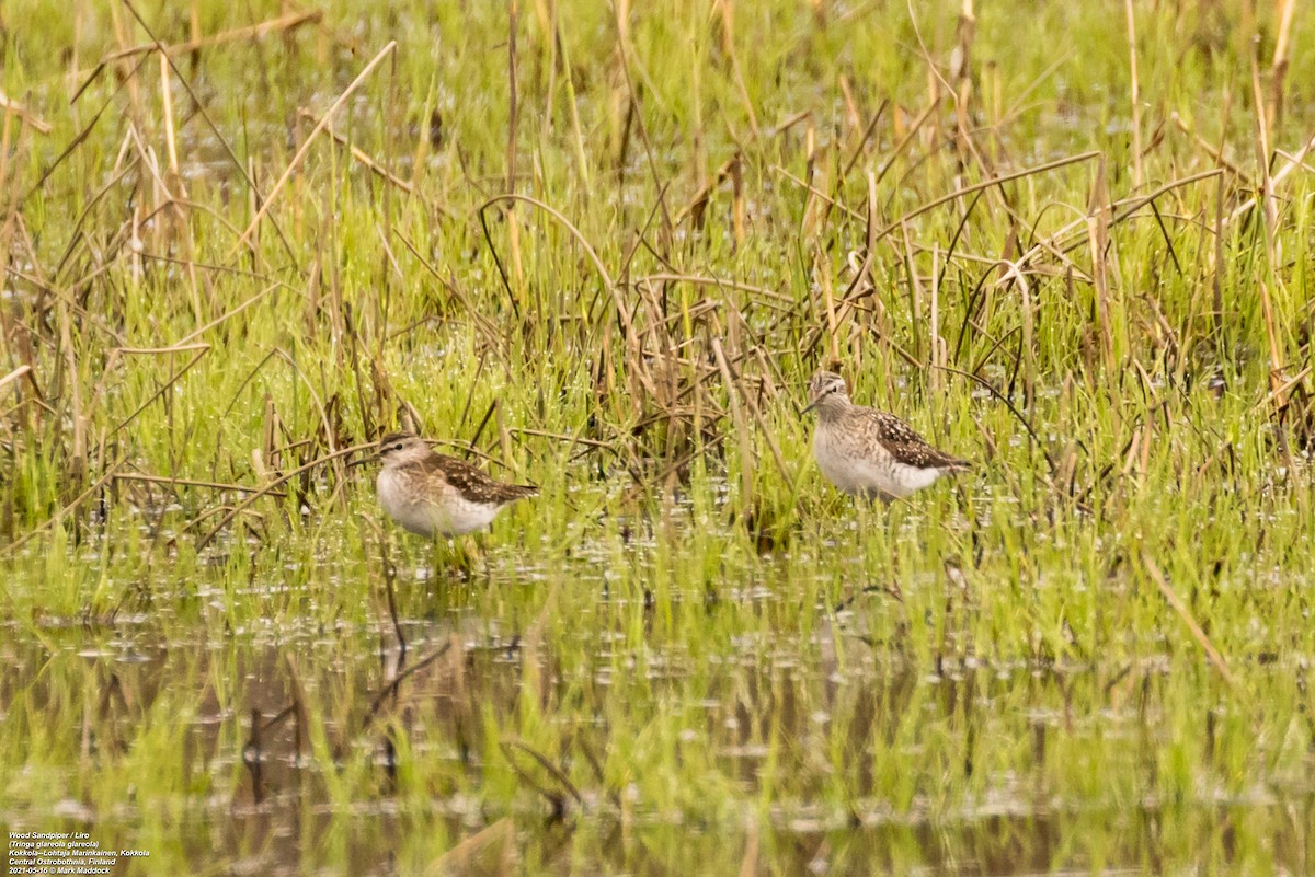 Wood Sandpiper - ML341441091