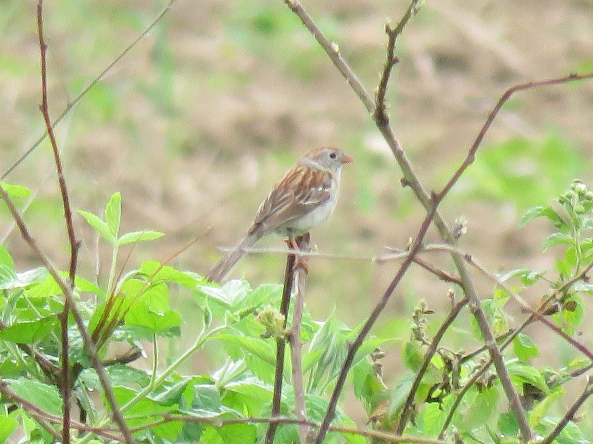 Field Sparrow - ML341441431