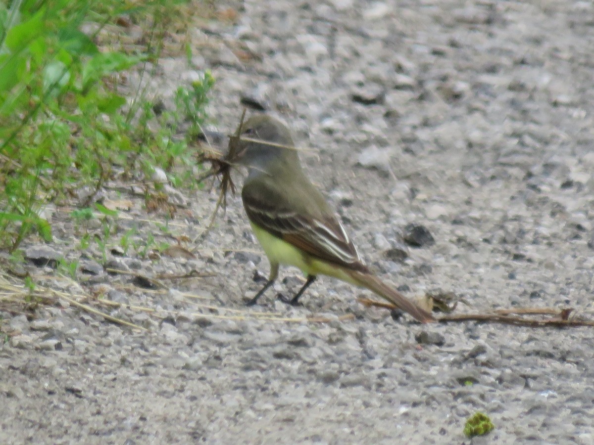 Great Crested Flycatcher - ML341441661