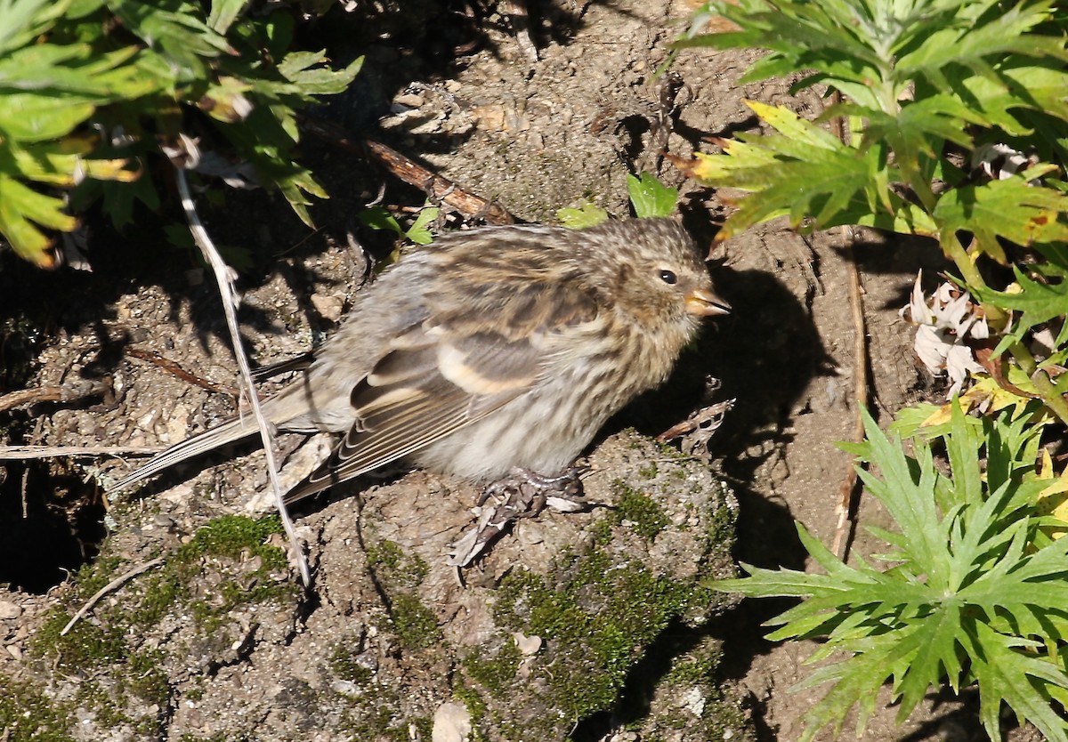 tanımsız Acanthis sp. - ML34144251