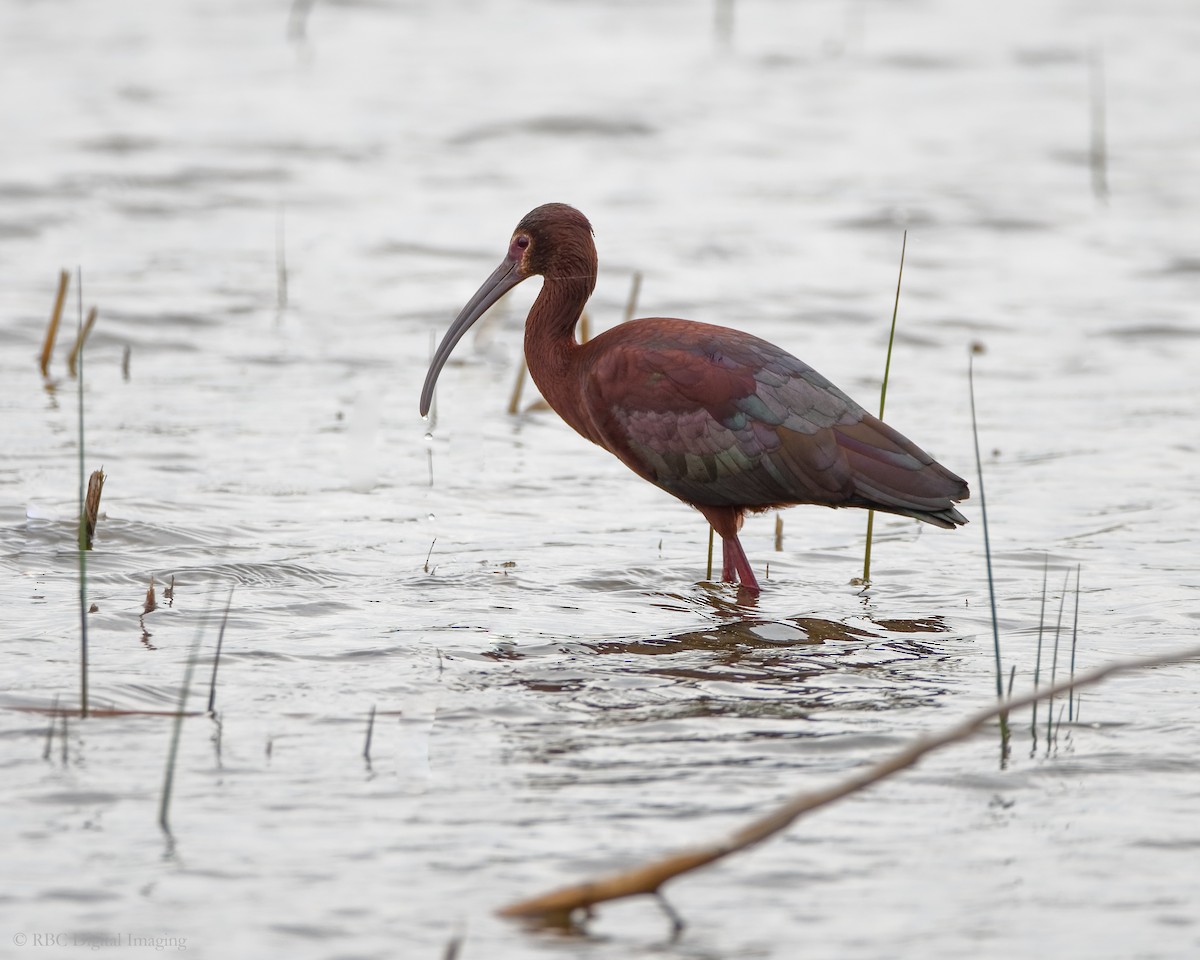 White-faced Ibis - ML341443491