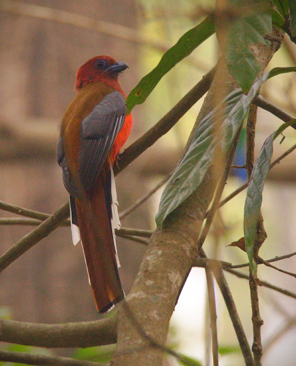 Trogon à tête rouge - ML341445451