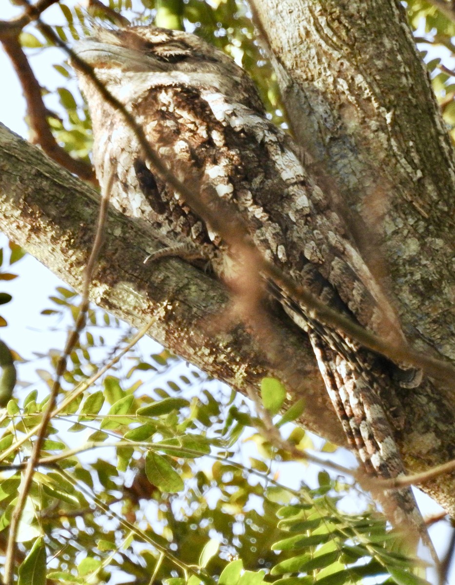 Papuan Frogmouth - ML341446721