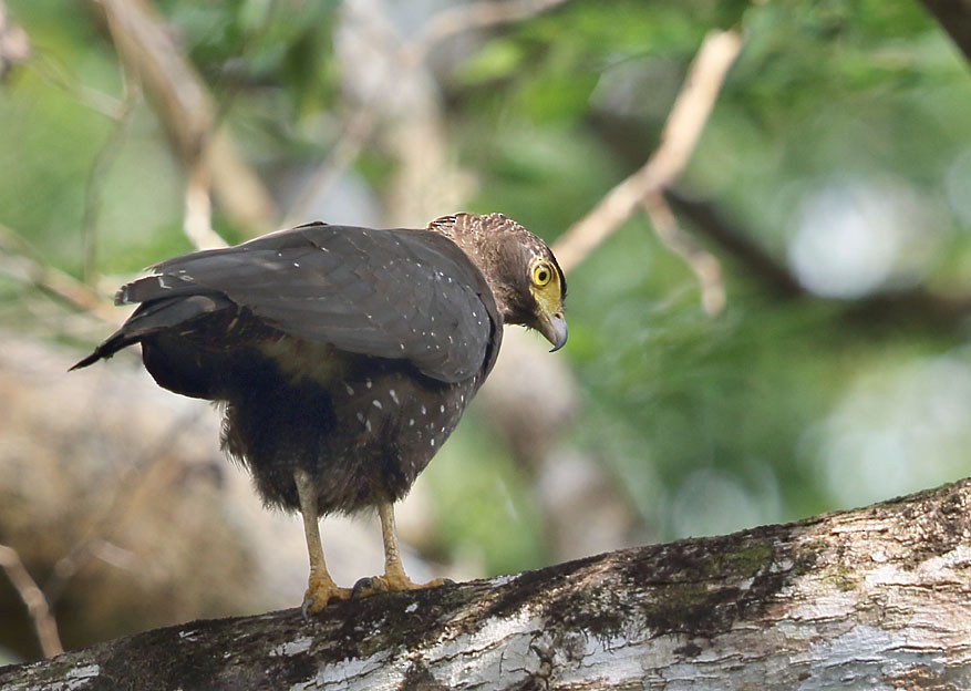 Andaman Serpent-Eagle - Gobind Sagar Bhardwaj