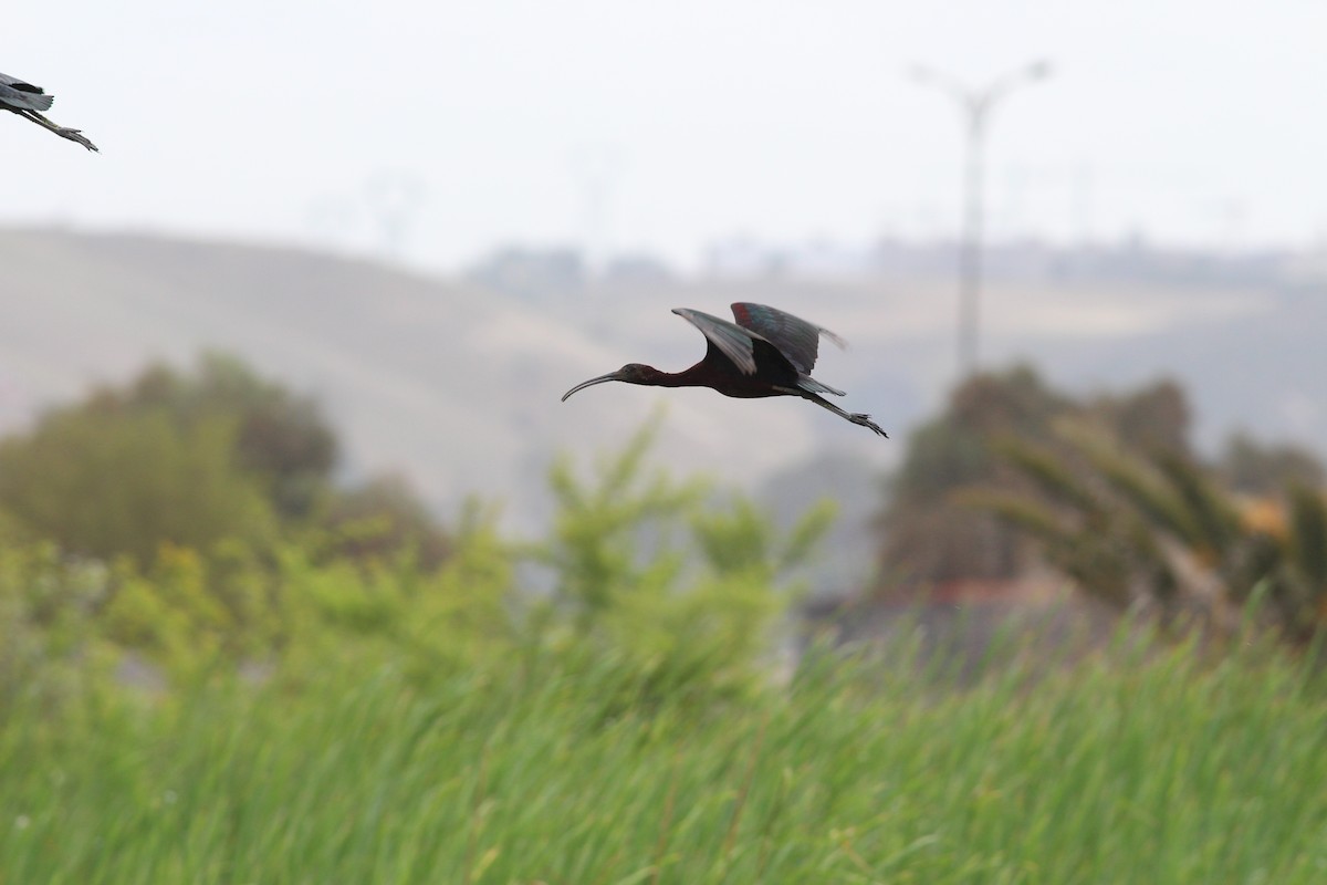 Glossy Ibis - ML341448281