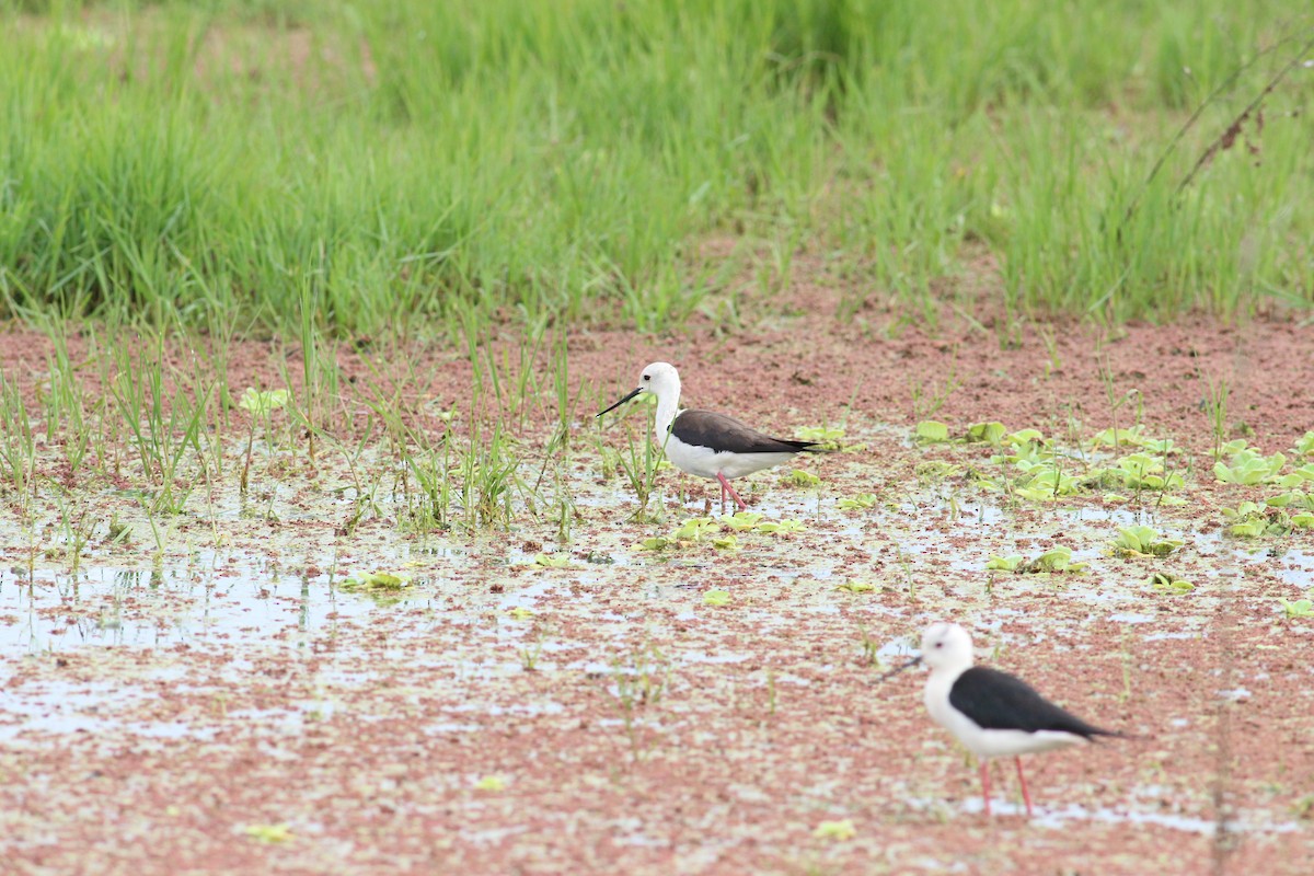 高蹺鴴 - ML341448411