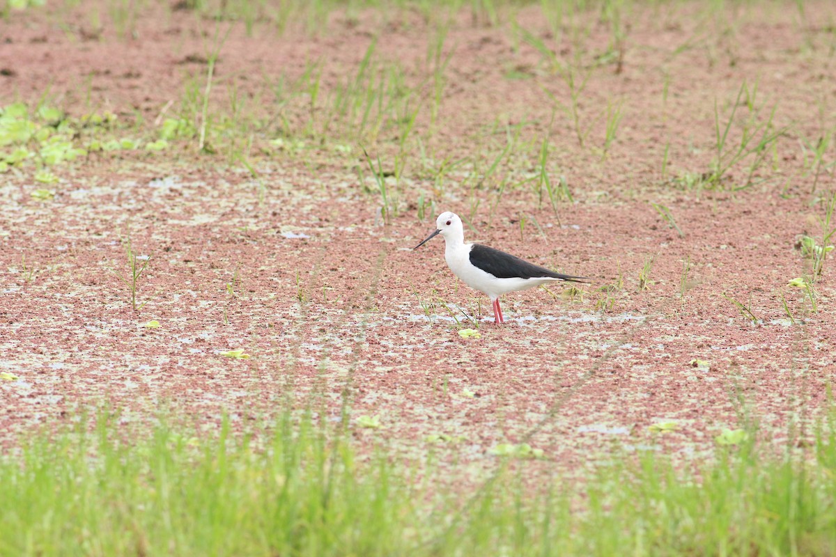 Black-winged Stilt - ML341448421