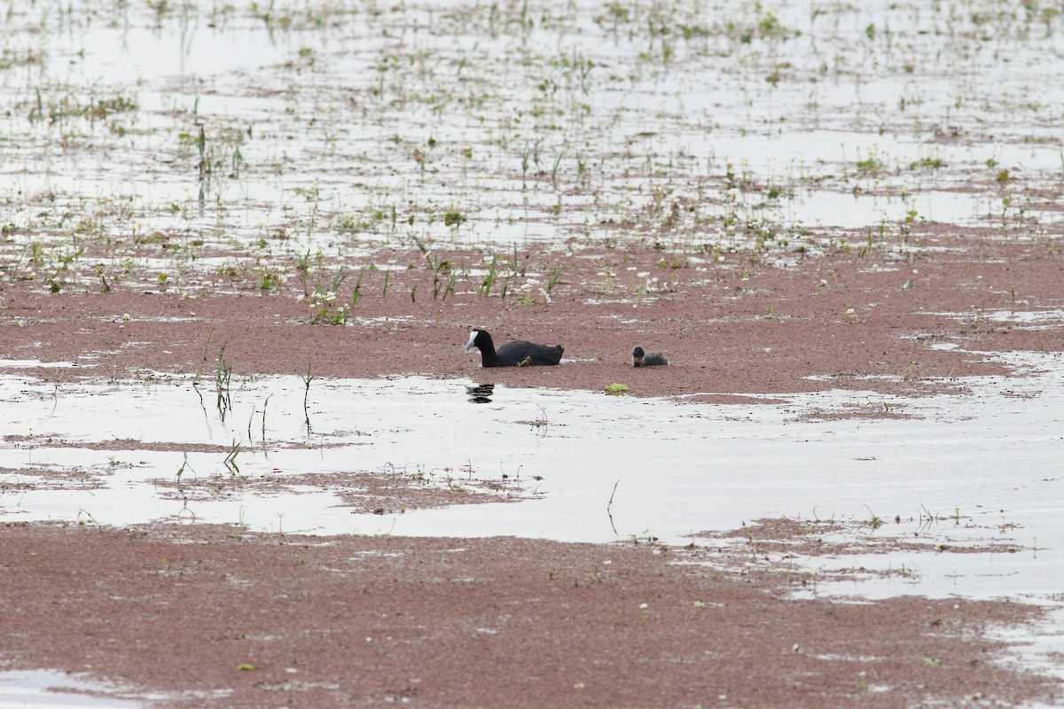 Red-knobbed Coot - ML341448551