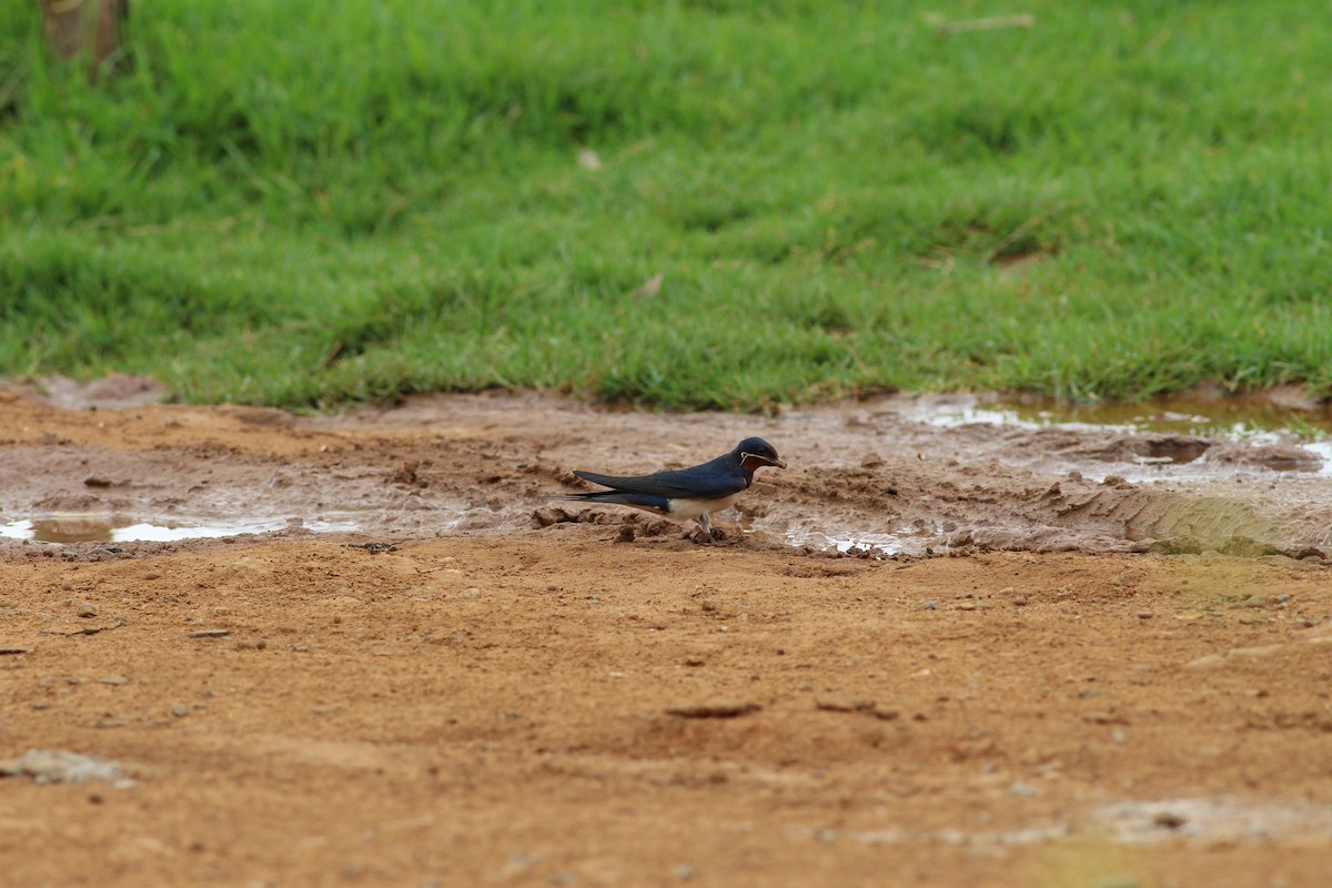 Barn Swallow - ML341448901
