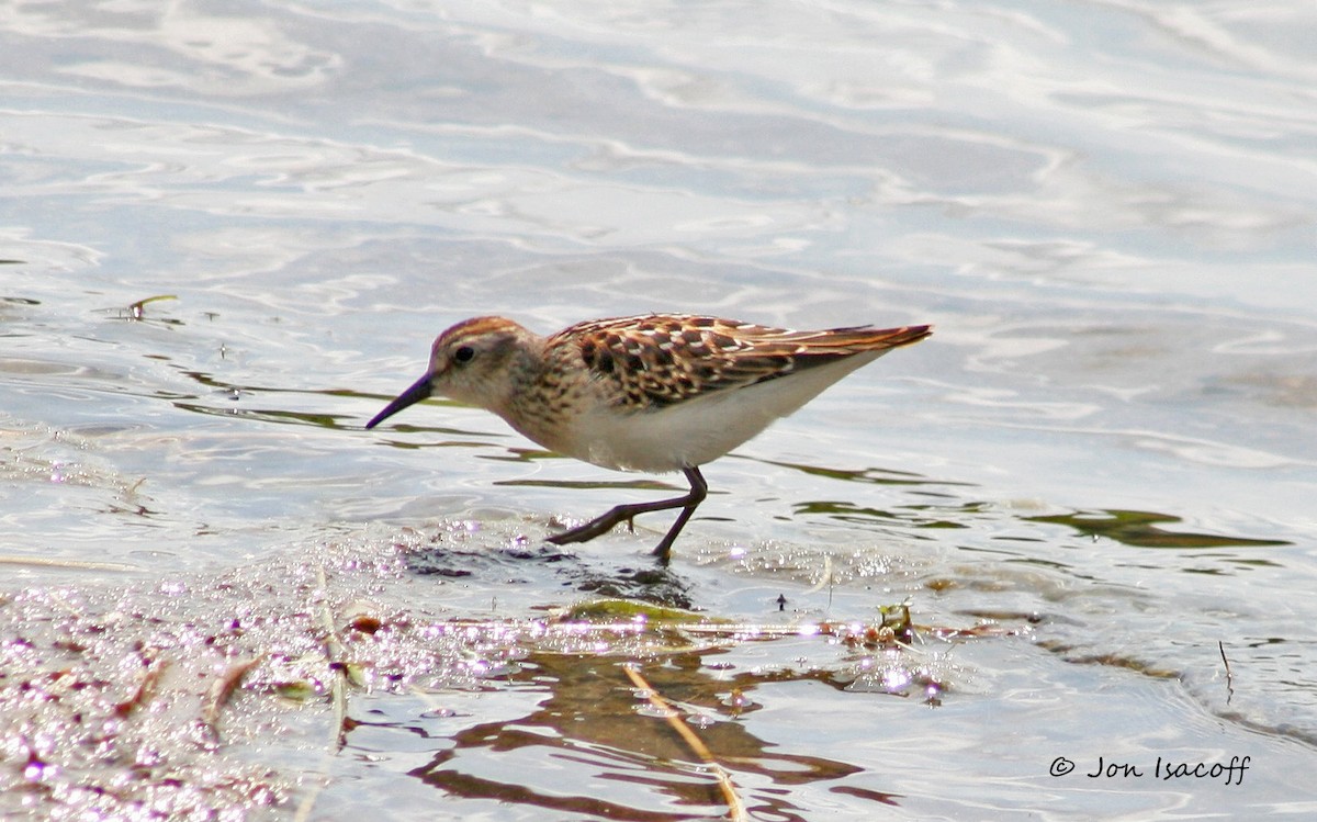 Least Sandpiper - ML34144911