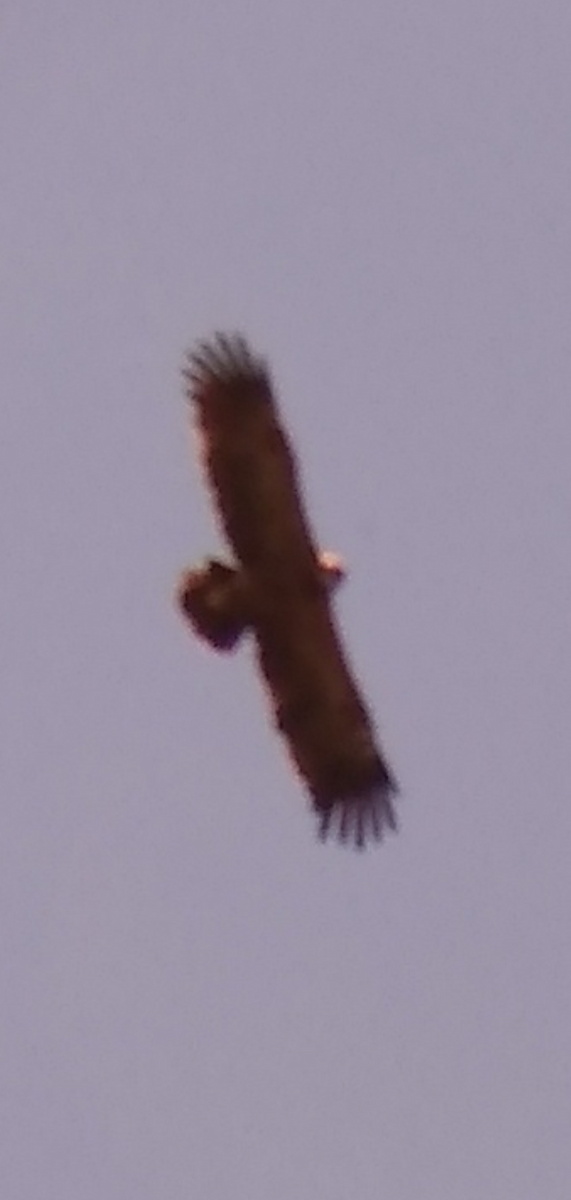 Lesser Spotted Eagle - ML341450921