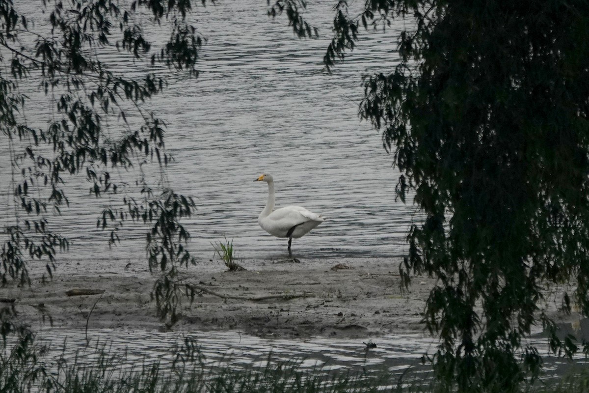 Whooper Swan - ML341450961