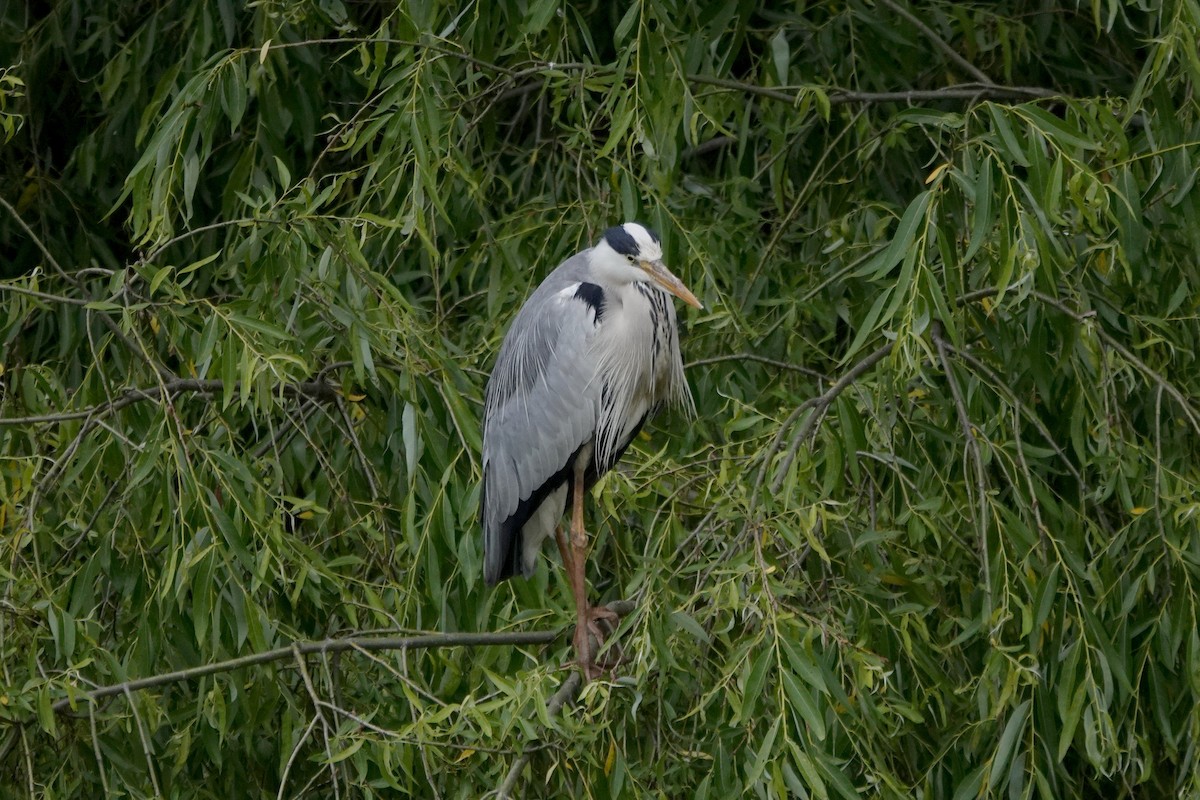 Héron cendré - ML341451021