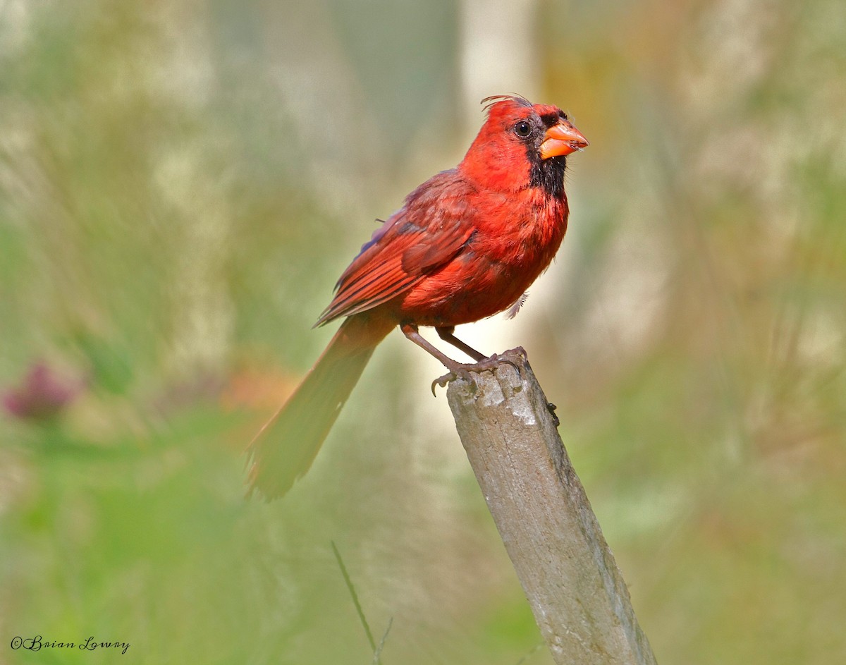 Northern Cardinal - Brian Lowry
