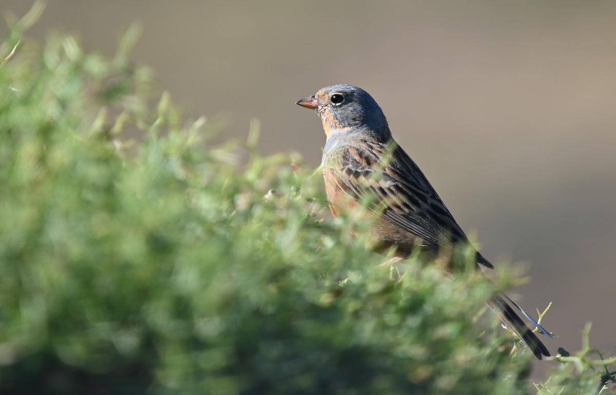 Cretzschmar's Bunting - ML341453111