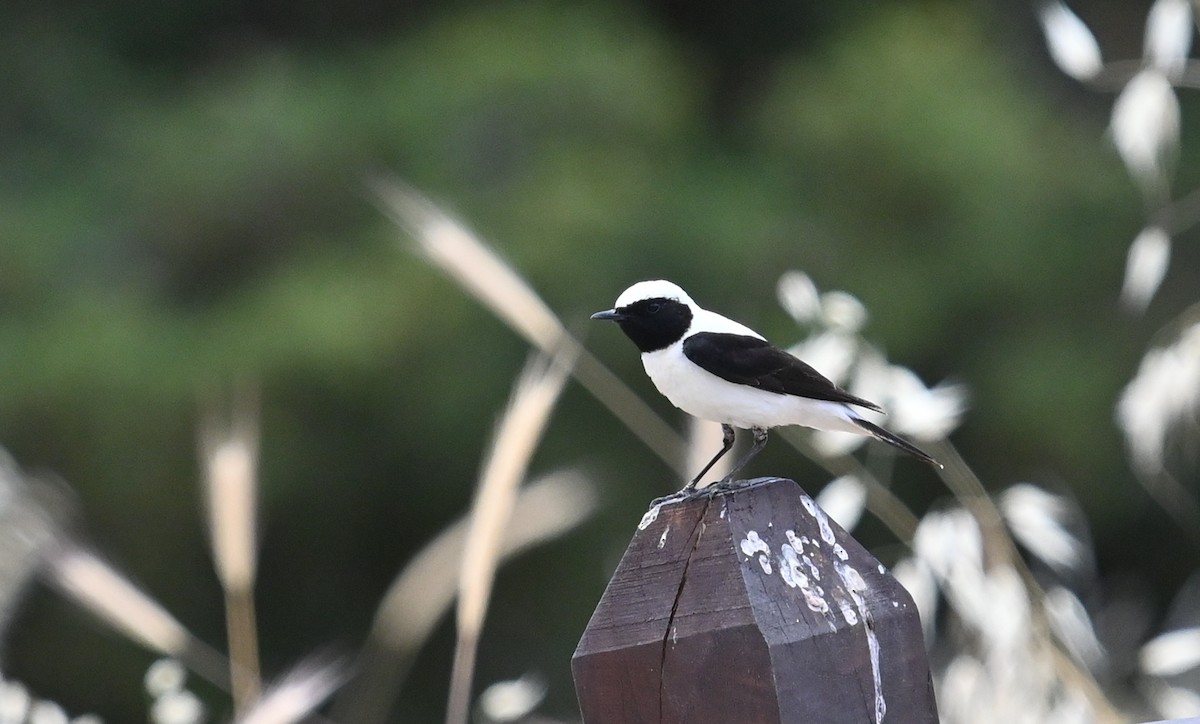 Eastern Black-eared Wheatear - ML341453341