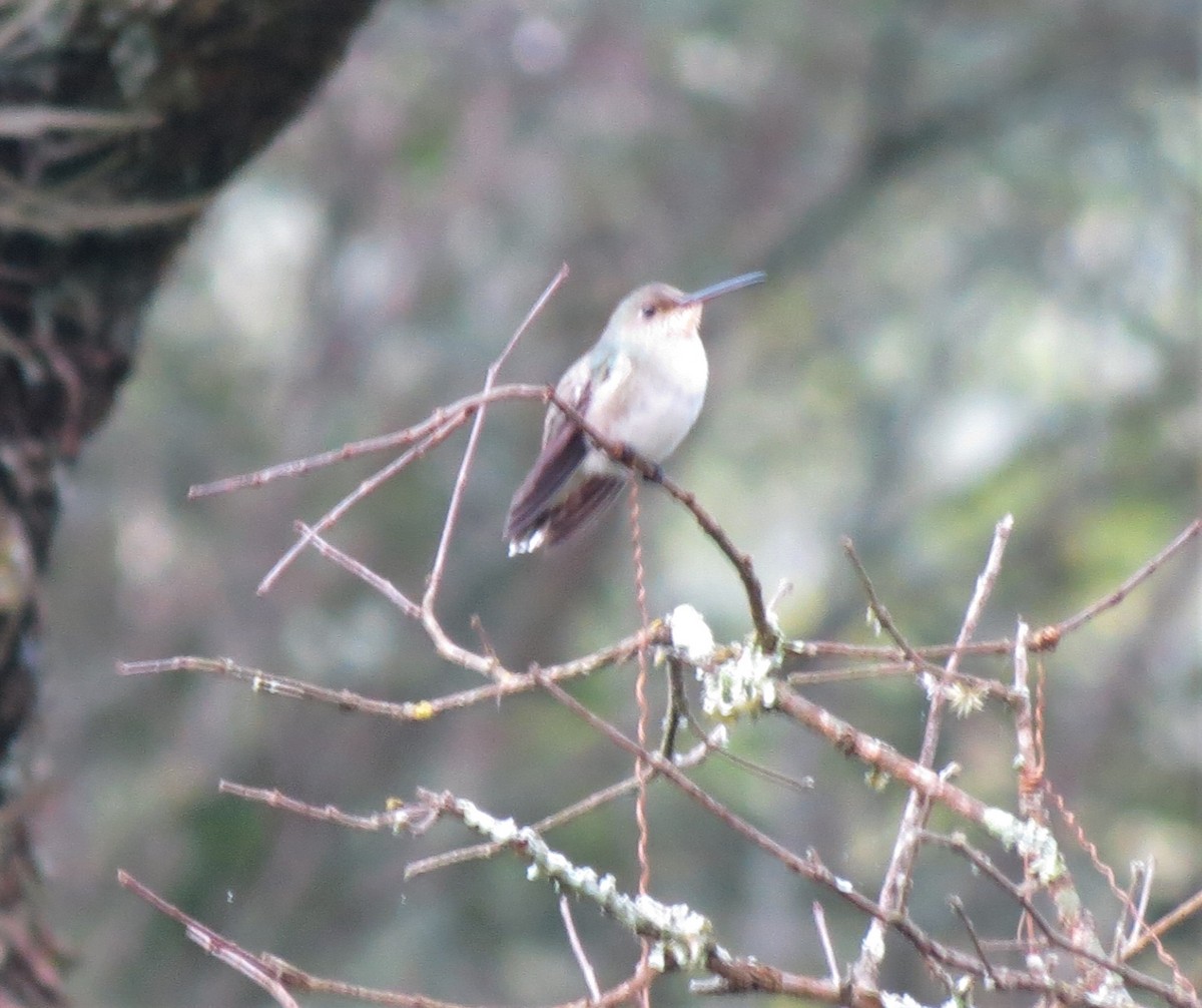 White-bellied Hummingbird - ML341453791