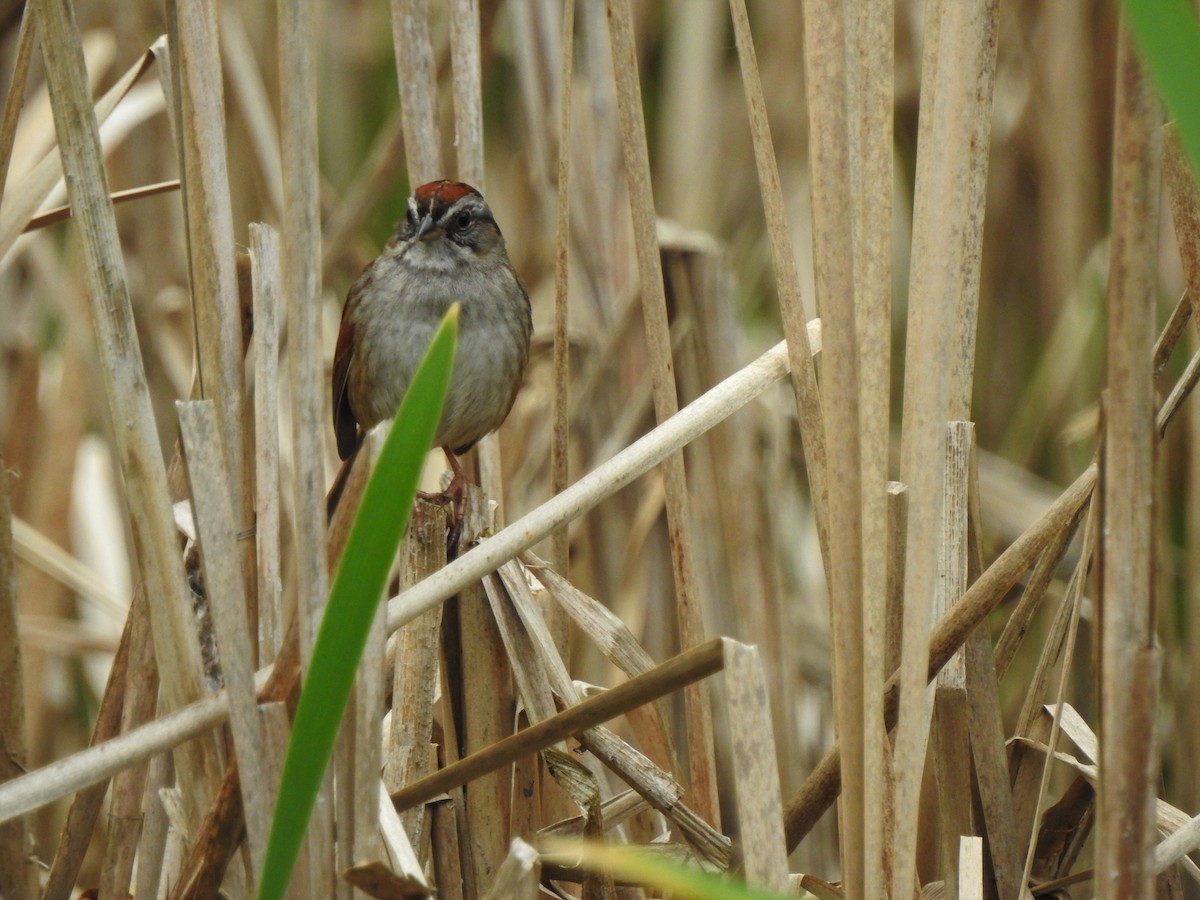 Swamp Sparrow - ML341454531