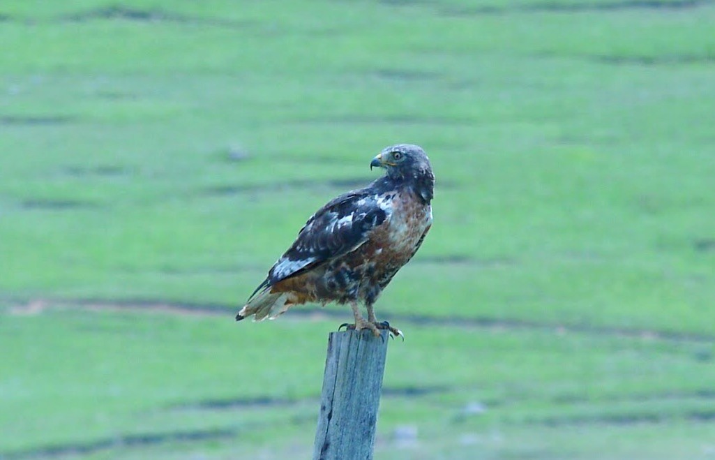 Jackal Buzzard - ML341455151