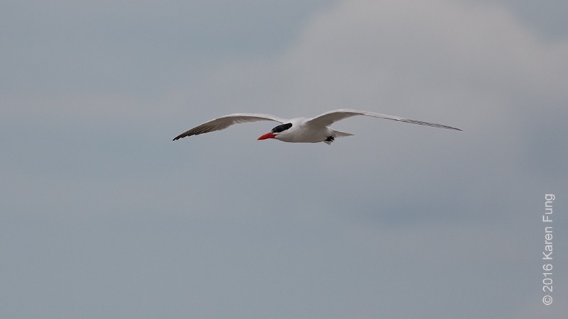 Caspian Tern - ML34145531