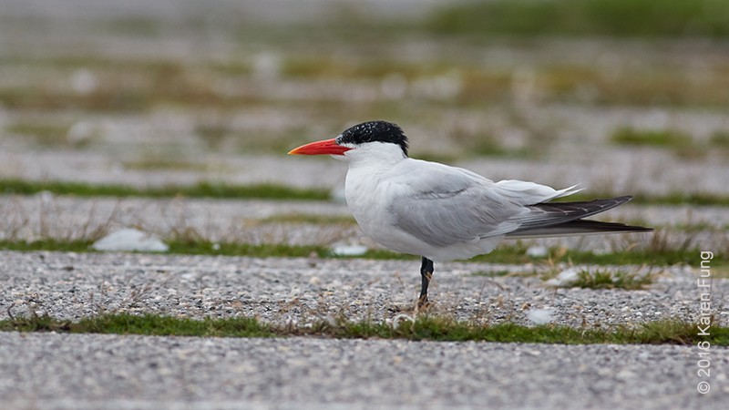 Caspian Tern - Karen Fung