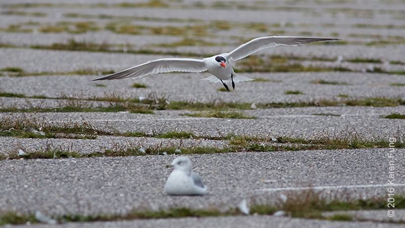 Caspian Tern - Karen Fung