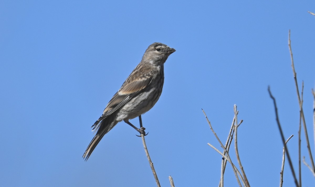 Eurasian Linnet - ML341455641