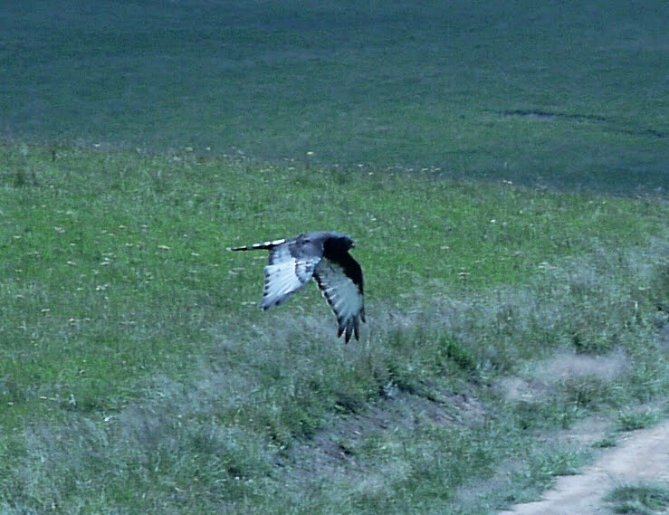 Black Harrier - ML341455681